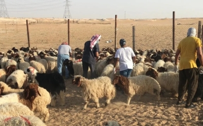 إجراءات الفحص البيطري ووزن الماشية: تعزيز الصحة وجودة الثروة الحيوانية في الزراعة.