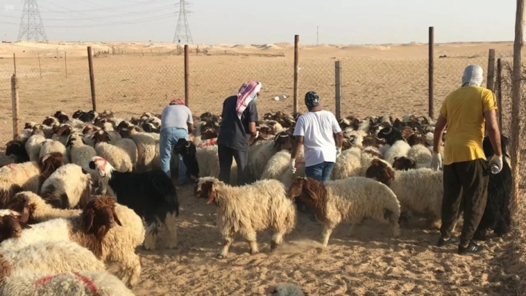 إجراءات الفحص البيطري ووزن الماشية: تعزيز الصحة وجودة الثروة الحيوانية في الزراعة.