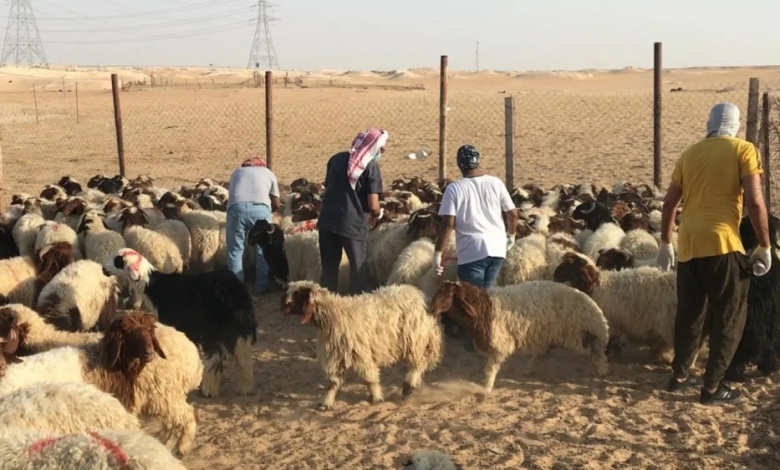إجراءات الفحص البيطري ووزن الماشية: تعزيز الصحة وجودة الثروة الحيوانية في الزراعة.