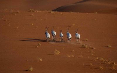 إدراج محمية عروق بني معارض ضمن القائمة الخضراء للاتحاد الدولي لحماية البيئة