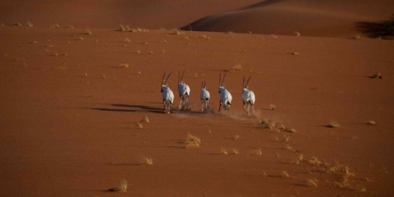 إدراج محمية عروق بني معارض ضمن القائمة الخضراء للاتحاد الدولي لحماية البيئة