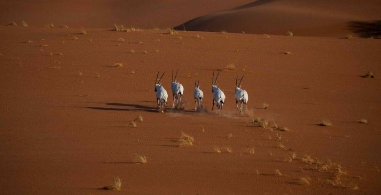 إدراج محمية عروق بني معارض ضمن القائمة الخضراء للاتحاد الدولي لحماية البيئة
