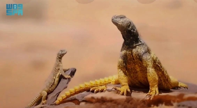 الضّب العربي ودوره في الحفاظ على التوازن البيئي في منطقة الحدود الشمالية