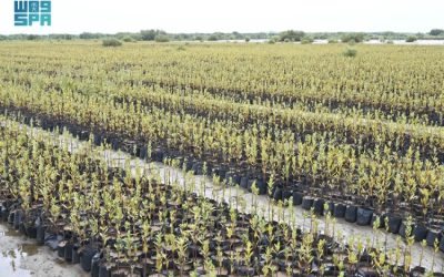 المركز الوطني لتنمية الغطاء النباتي يعزز تأهيل الأراضي ويحسن منظومة الحماية البيئية