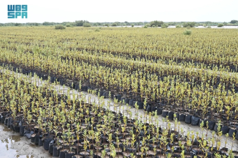 المركز الوطني لتنمية الغطاء النباتي يعزز تأهيل الأراضي ويحسن منظومة الحماية البيئية