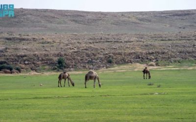 بدء إصدار تصاريح الرعي في عدد من الفياض والمتنزهات الوطنية من قبل الغطاء النباتي