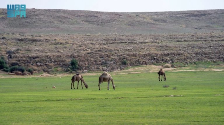 بدء إصدار تصاريح الرعي في عدد من الفياض والمتنزهات الوطنية من قبل الغطاء النباتي