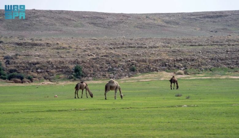 بدء إصدار تصاريح الرعي في عدد من الفياض والمتنزهات الوطنية من قبل الغطاء النباتي