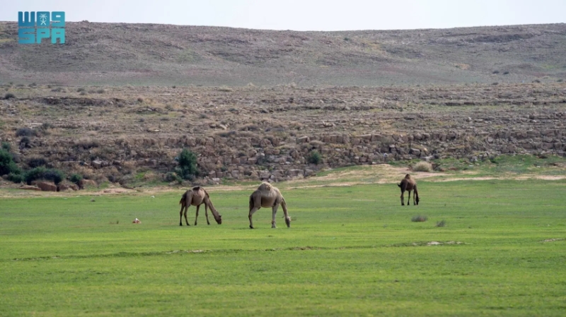 بدء إصدار تصاريح الرعي في عدد من الفياض والمتنزهات الوطنية من قبل الغطاء النباتي