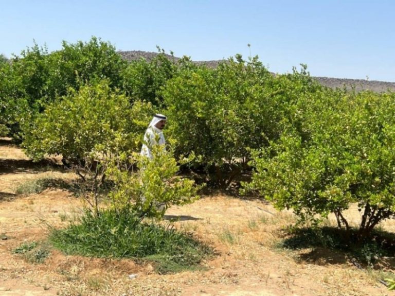 بيئة خليص تنفذ حملات تفتيشية وتسحب عينات من منتجات المزارعين بوادي قديد