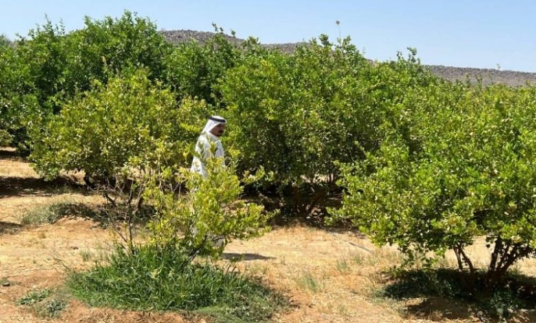 بيئة خليص تنفذ حملات تفتيشية وتسحب عينات من منتجات المزارعين بوادي قديد