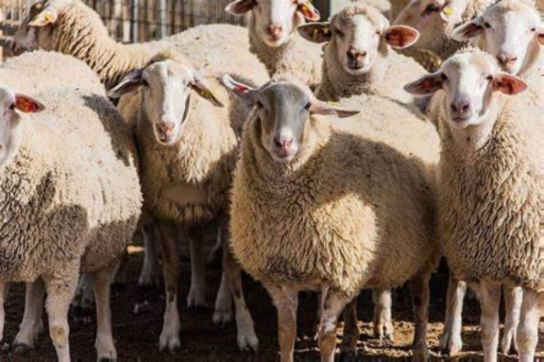 بيع المواشي الحية بالأوزان يعزز الشفافية ويحد من استغلال المتلاعبين وسماسرة الأسعار