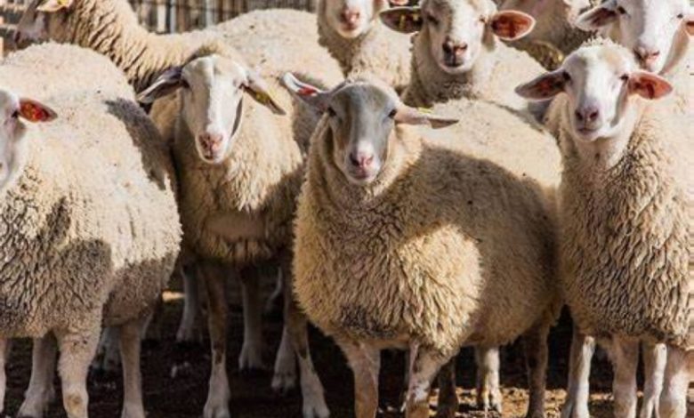 بيع المواشي الحية بالأوزان يعزز الشفافية ويحد من استغلال المتلاعبين وسماسرة الأسعار