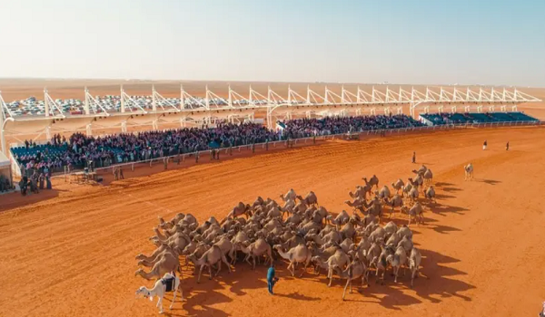 تأجيل قرار زيادة عدد متون شلفا ولي العهد في مهرجان الإبل 2023
