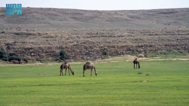 تصاريح رعي جديدة للمواشي في المناطق المائية والمتنزهات لتعزيز الاستدامة البيئية