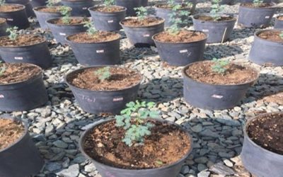 تعزيز إنبات بذور شجرة السمر لمواجهة تحديات التصحر بشكل فعّال ومستدام