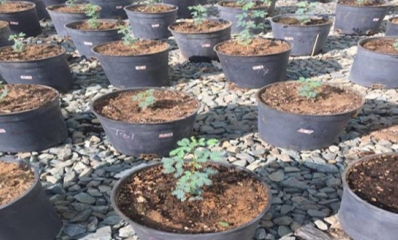 تعزيز إنبات بذور شجرة السمر لمواجهة تحديات التصحر بشكل فعّال ومستدام
