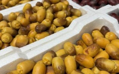 سوق تمور المدينة المنورة يستقبل دفعة جديدة من منتجات الرطب هذا الموسم