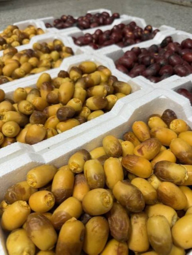 سوق تمور المدينة المنورة يستقبل دفعة جديدة من منتجات الرطب هذا الموسم