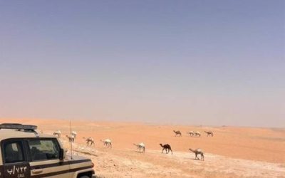 ضبط مواطن قام بانتهاك نظام البيئة من خلال الرعي في محمية طبيعية