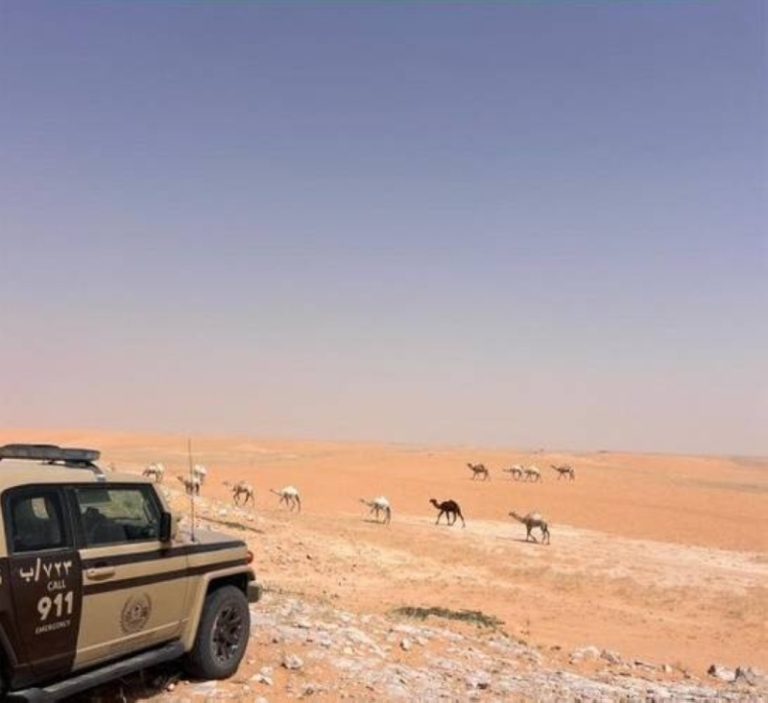 ضبط مواطن قام بانتهاك نظام البيئة من خلال الرعي في محمية طبيعية