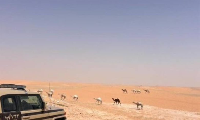 ضبط مواطن قام بانتهاك نظام البيئة من خلال الرعي في محمية طبيعية