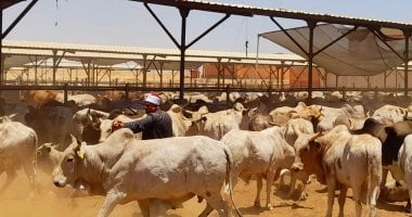 فتوى من الأزهر حول جواز ذبح المرأة للأضحية