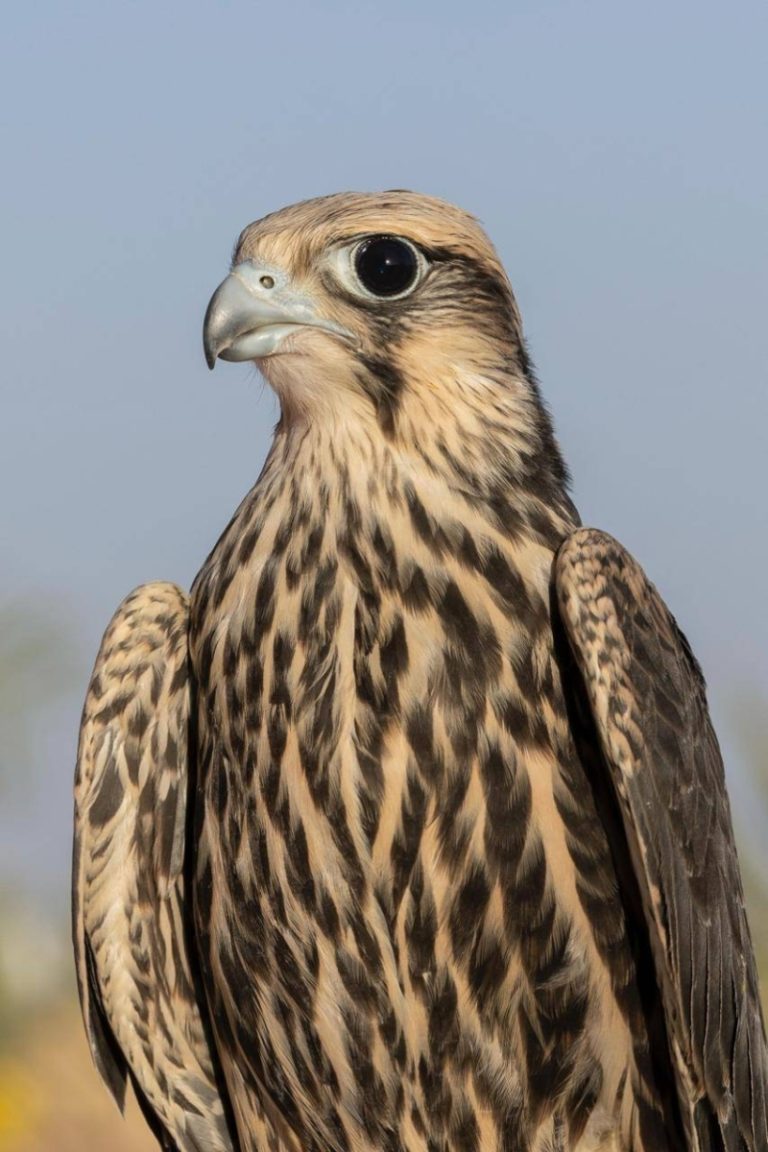 نادي الصقور السعودي يزيد أعداد الوكري المهدد بالانقراض إلى 14 صقرًا من خلال برنامج هدد