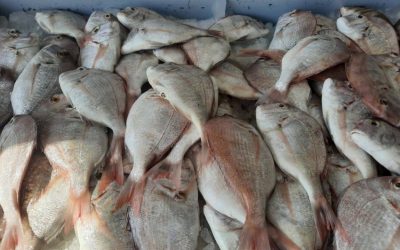 ارتفاع أسعار الأسماك في الأحساء يتجاوز 40%، مما يؤثر على السوق المحلي.