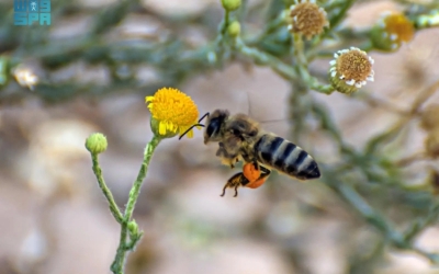 ازدهار نبتة الجثجاث في شمال البلاد وجذبها للنحل