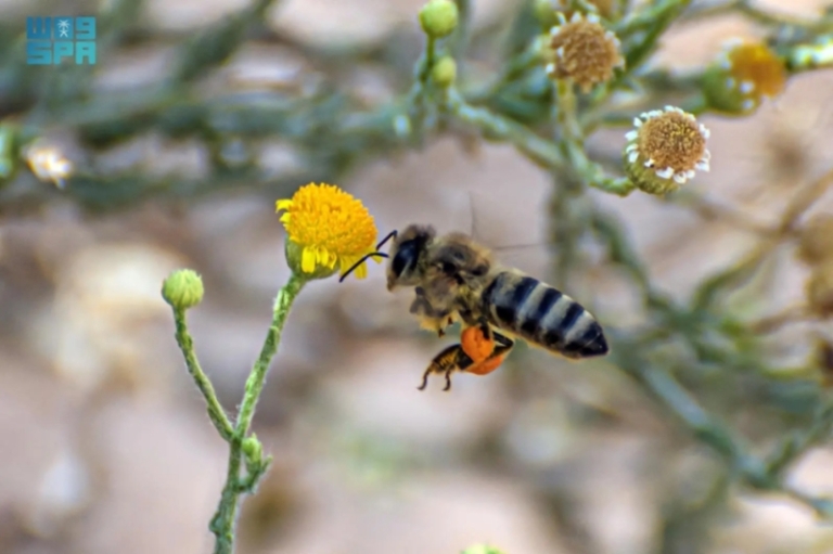 ازدهار نبتة الجثجاث في شمال البلاد وجذبها للنحل