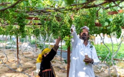 استثمار مزارع الباحة يشهد تحولاً نوعياً بارزاً