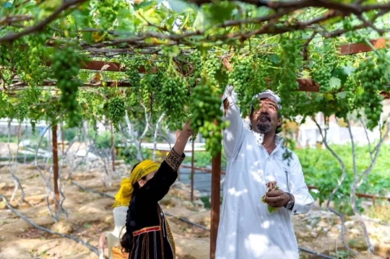 استثمار مزارع الباحة يشهد تحولاً نوعياً بارزاً