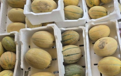 الخرمة تعتمد على المنتجات الصيفية المستخرجة من مزارع الغريف لتلبية احتياجاتها.