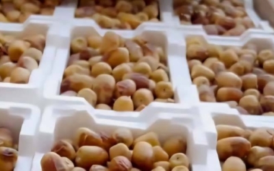 الرطب يعزز حركة الأسواق في محافظة الوديان ويعكس انتعاش سوق التمور