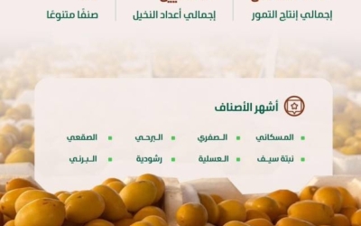 الرياض تُعزّز إنتاج المملكة من التمور والأسواق تستقبل المحصول الجديد بفرح