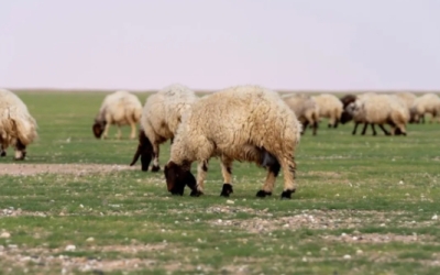 السماح بالرعي في أربع مناطق بالمملكة تحت عنوان "الغطاء النباتي"