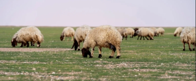 السماح بالرعي في أربع مناطق بالمملكة تحت عنوان “الغطاء النباتي”