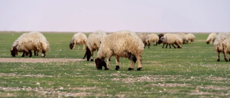 السماح بالرعي في أربع مناطق بالمملكة تحت عنوان "الغطاء النباتي"