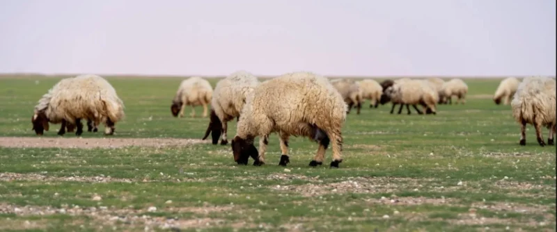 السماح بالرعي في أربع مناطق بالمملكة تحت عنوان "الغطاء النباتي"