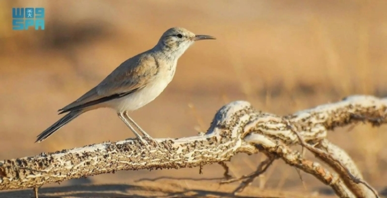 الطيور الصحراوية تظهر عبقرية التكيف في مواجهة التحديات البيئية