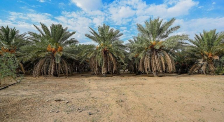 العقيق تستثمر 40 طنًا في إنتاج التمور