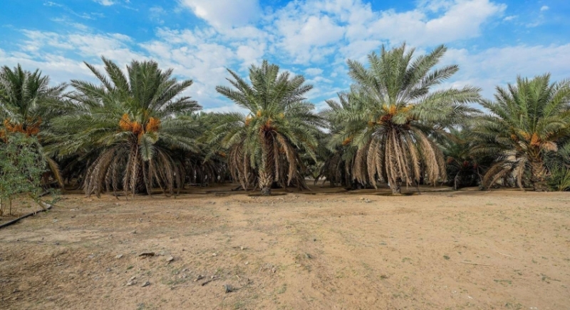 العقيق تستثمر 40 طنًا في إنتاج التمور