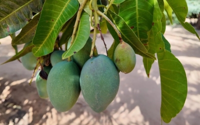 العُلا: إنتاج أكثر من ألف طن من المانجو سنويًا بمزارع تضم 50 ألف شجرة