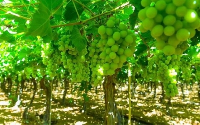 تبوك تحقق إنتاج 38% من إجمالي محصول العنب في المملكة العربية السعودية.