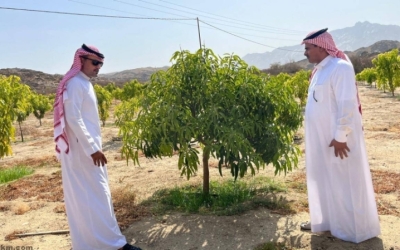 تتابع مزارع المانجو في "بيئة أضم" عن كثب