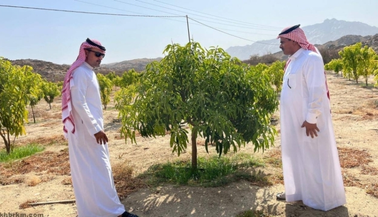 تتابع مزارع المانجو في "بيئة أضم" عن كثب