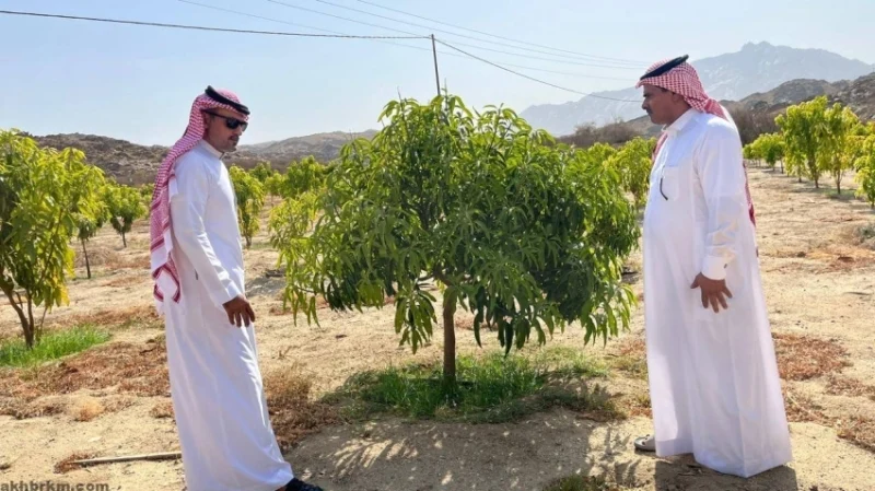 تتابع مزارع المانجو في "بيئة أضم" عن كثب