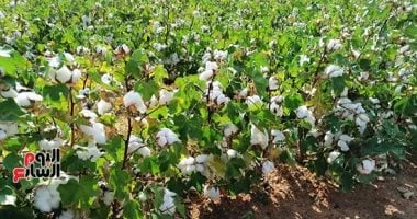 تراجع مساحة القطن قصير التيلة هذا الموسم يدعو لرفعها لـ50 ألف فدان