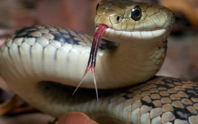 تسجيل 152 حالة لدغ من الأفاعي والعقارب في الأردن خلال 4 أشهر